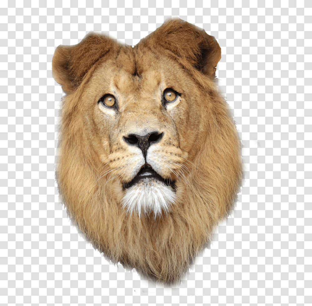 East African Lion Lionhead Rabbit Lions Face, Wildlife, Mammal, Animal Transparent Png