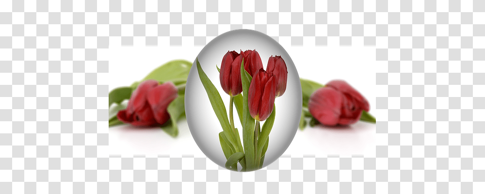 Easter Emotion, Plant, Flower, Blossom Transparent Png