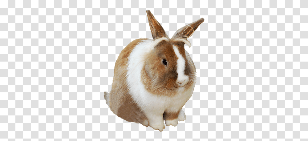 Easter Bunny Background Background Easter Bunny, Rodent, Mammal, Animal, Rabbit Transparent Png