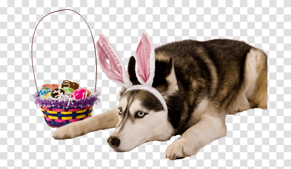 Easter Bunny Ears, Husky, Dog, Pet, Canine Transparent Png