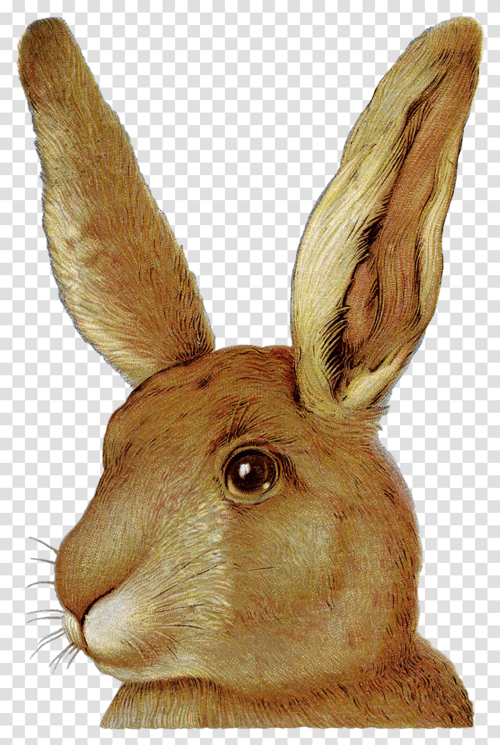 Easter Bunny European Rabbit Domestic Rabbit, Mammal, Animal, Rodent, Bird Transparent Png