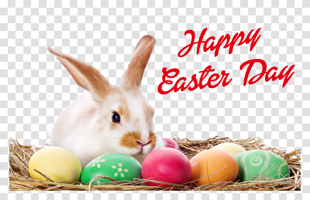Easter Bunny With Eggs, Food, Easter Egg, Cat, Pet Transparent Png