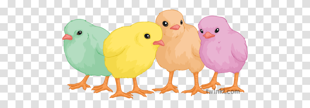 Easter Chicks Baby Animal Birds Cute Animal Figure, Hen, Chicken, Poultry, Fowl Transparent Png
