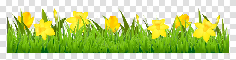 Easter Clipart Daffodil Daffodil Clipart Border, Plant, Flower, Blossom, Tulip Transparent Png