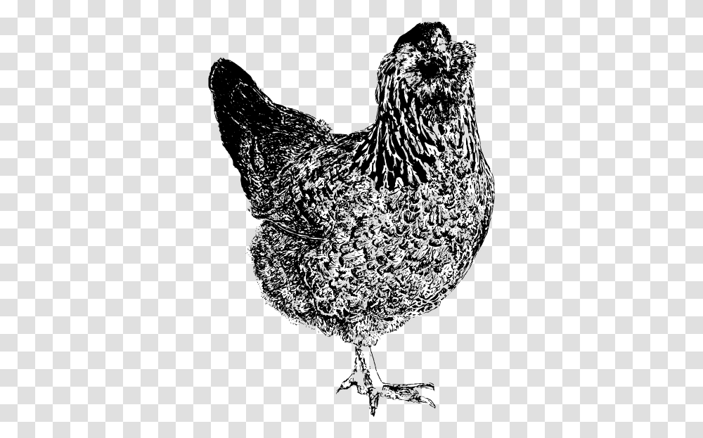 Easter Egger Chicken Drawing, Gray, World Of Warcraft Transparent Png