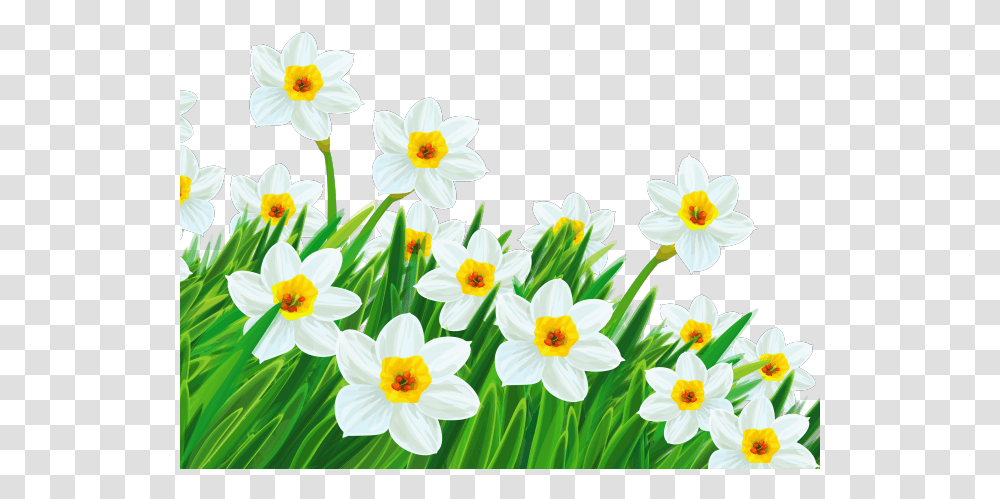 Easter Flower Clipart Daffodil Spring Flowers Beautiful Happy Good Morning Saturday, Plant, Blossom, Daisy, Daisies Transparent Png