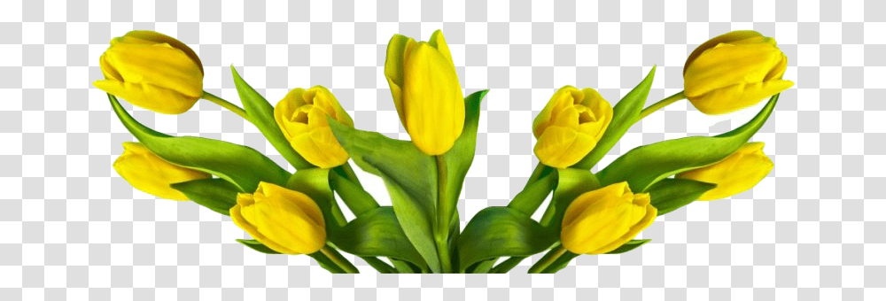 Easter Flower Easter Flowers, Plant, Blossom, Petal, Daffodil Transparent Png
