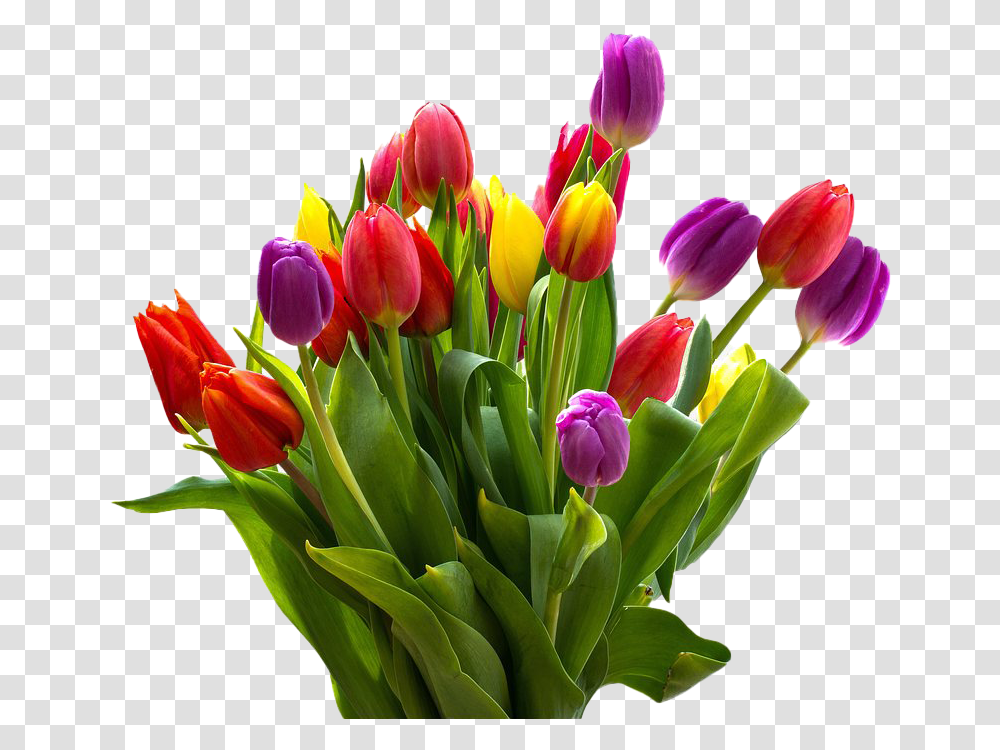 Easter Flower Hd Tulips Flowers, Plant, Blossom, Flower Bouquet, Flower Arrangement Transparent Png