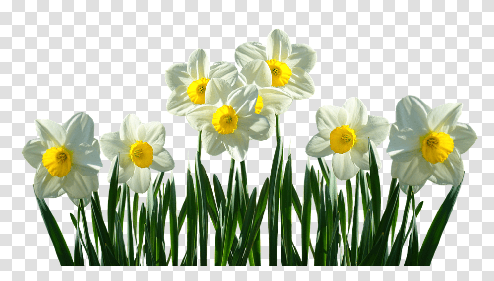 Easter Flower Images 11 Background Daffodils, Plant, Blossom, Petal Transparent Png