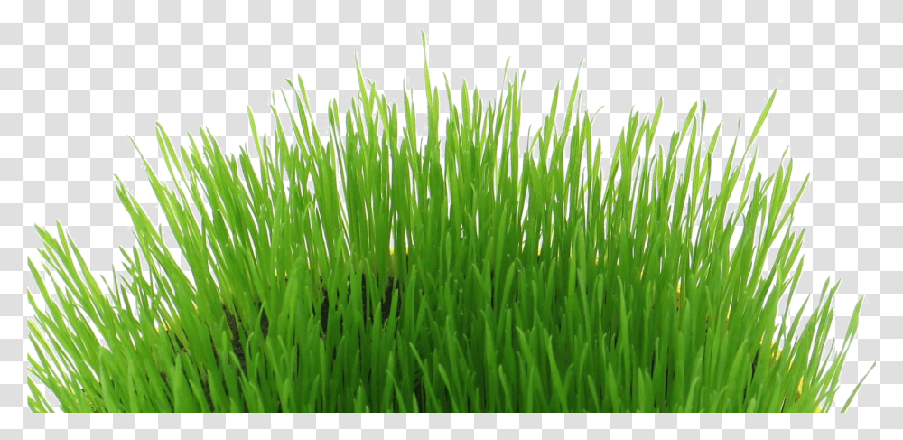 Easter Grass, Plant, Green, Lawn, Agropyron Transparent Png