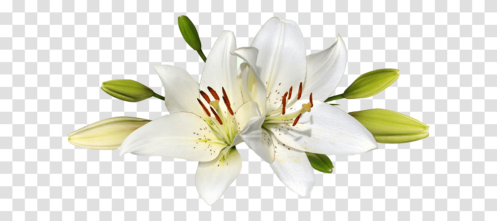 Easter Lily Background Easter Lilies, Plant, Flower, Blossom, Pollen Transparent Png