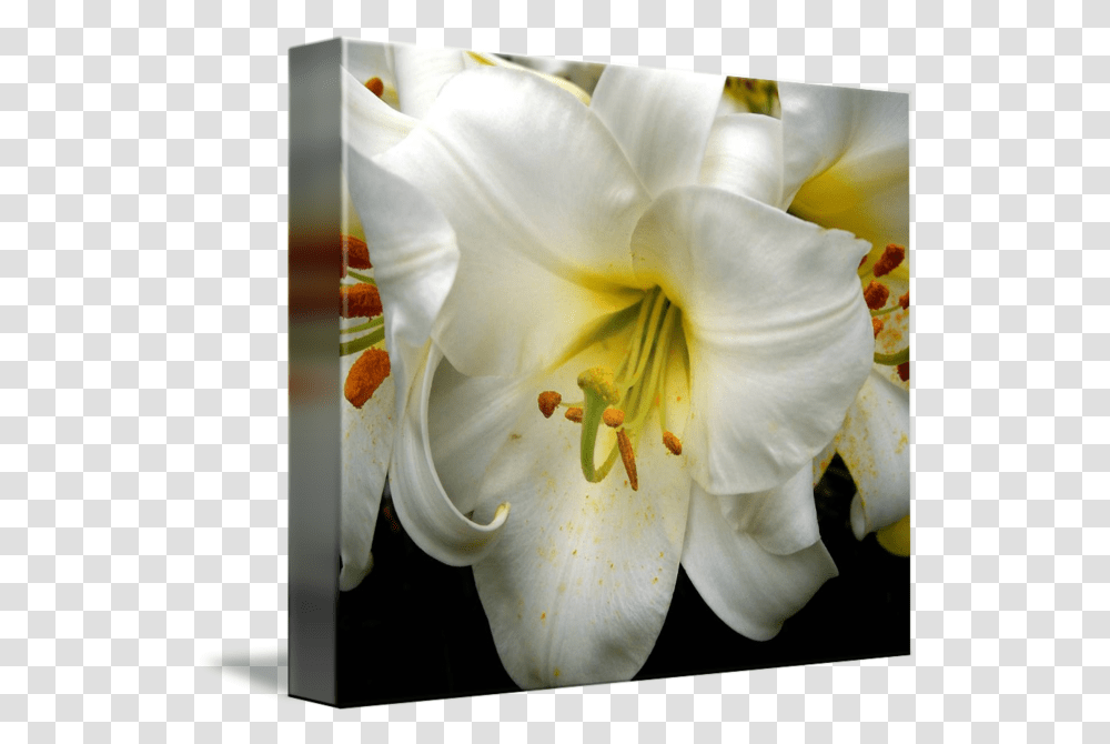 Easter Lily By I Love Flowers Tiger Lily, Plant, Blossom, Pollen, Person Transparent Png