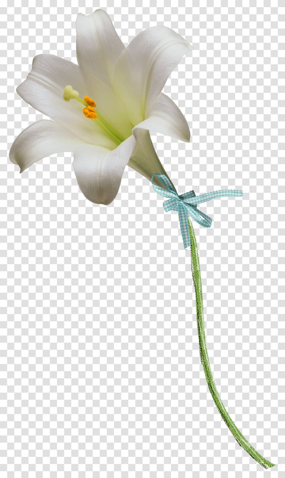 Easter Lily Clipart Free Easter Lily, Plant, Flower, Blossom, Pollen Transparent Png