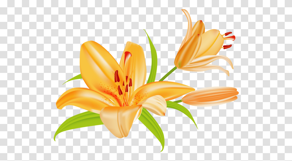 Easter Lily Clipart Lily Flower Clipart, Plant, Blossom, Banana, Fruit Transparent Png