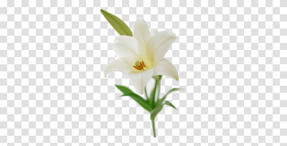 Easter Lily Flower Bouquet Lilium Free Easter Lily, Plant, Blossom, Petal, Anther Transparent Png