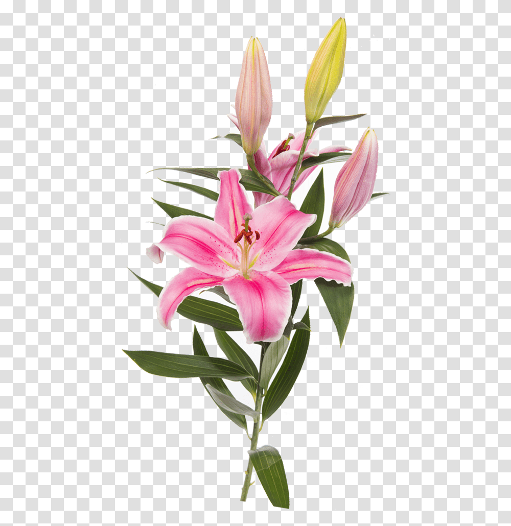 Easter Lily Lilium Stargazer Tiger Lily Flower, Plant, Blossom, Amaryllis, Flower Arrangement Transparent Png