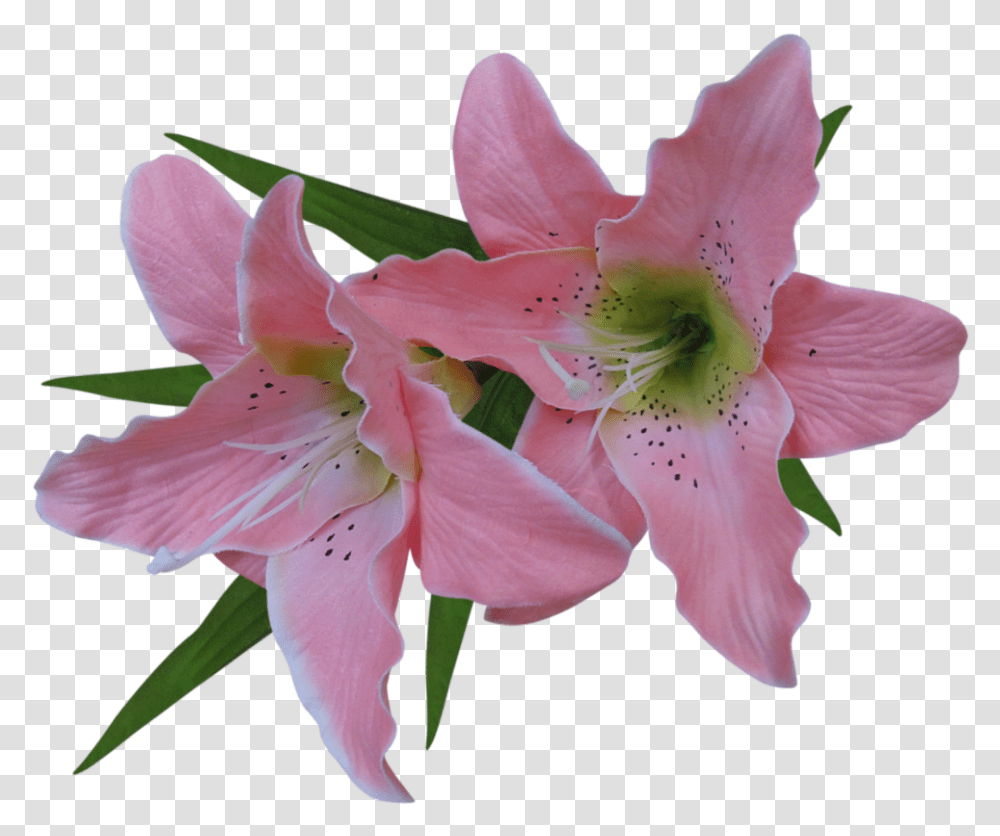 Easter Lily Lily Flower Background, Plant, Blossom, Amaryllis, Pollen Transparent Png