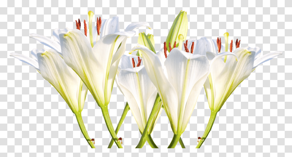 Easter Lily Lily, Plant, Flower, Blossom, Pollen Transparent Png