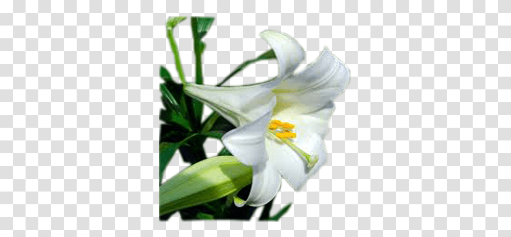 Easter Lily, Plant, Flower, Blossom, Pollen Transparent Png