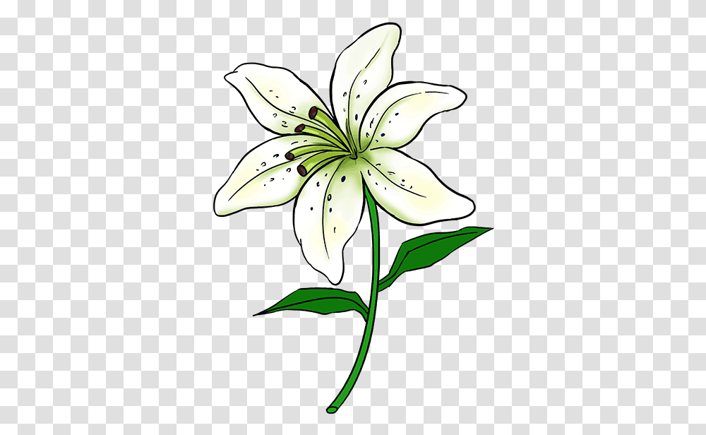 Easter Lily Sketch Easy Lily Flower Drawing, Plant, Blossom, Banana, Fruit Transparent Png