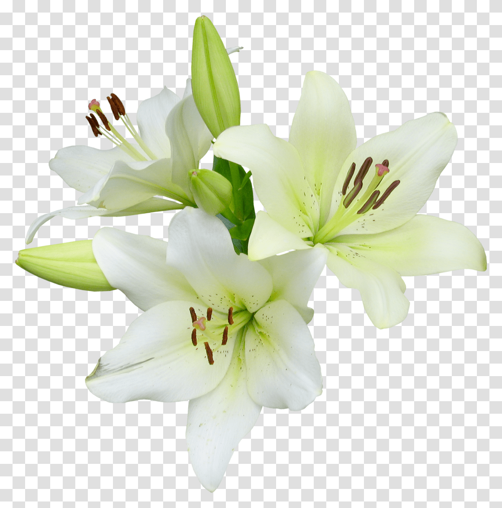Easter Lily With No Background, Plant, Flower, Blossom, Amaryllis Transparent Png