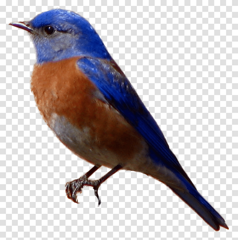 Eastern Bluebird Background Blue Bird, Animal, Jay, Blue Jay Transparent Png