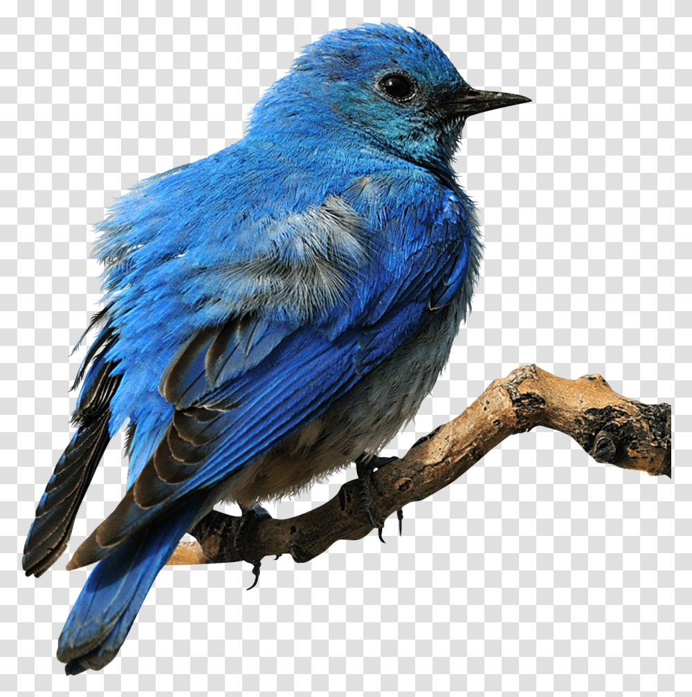 Eastern Bluebird Clip Art Eastern Bluebird Background, Animal, Jay, Blue Jay Transparent Png