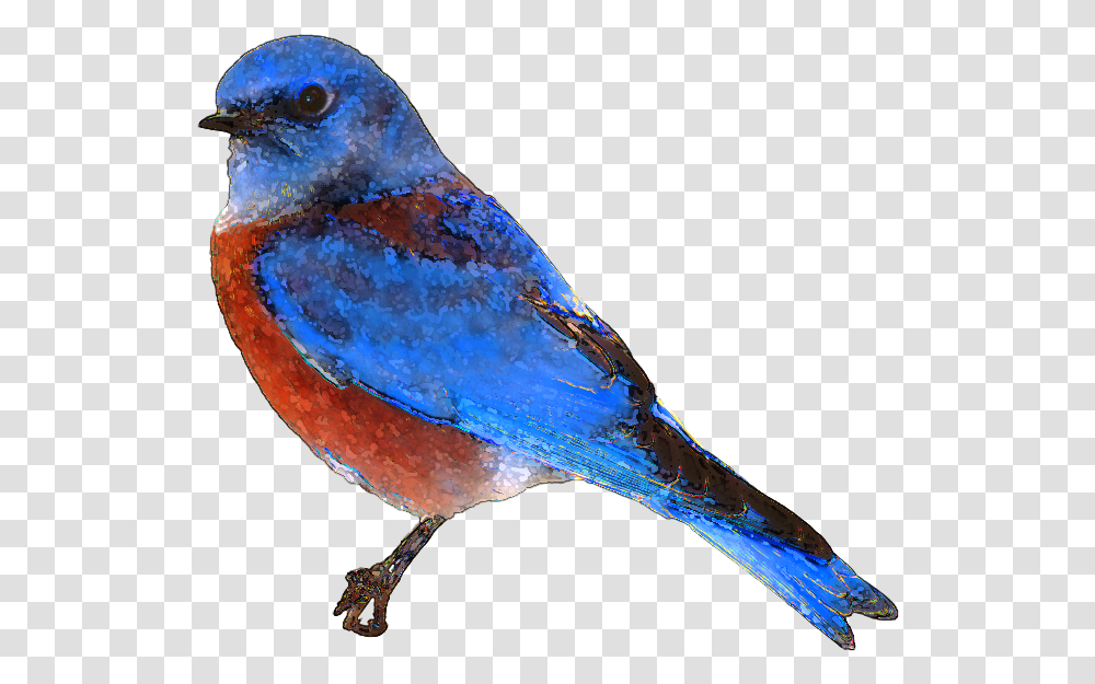 Eastern Bluebird Clip Art No Background Blue Bird, Animal, Jay, Blue Jay Transparent Png