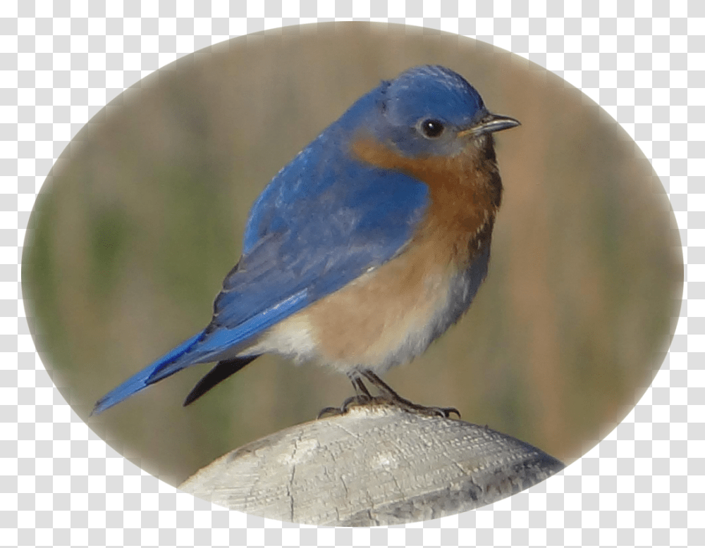 Eastern Bluebird On Fence Post Eastern Bluebird, Animal, Jay, Blue Jay Transparent Png