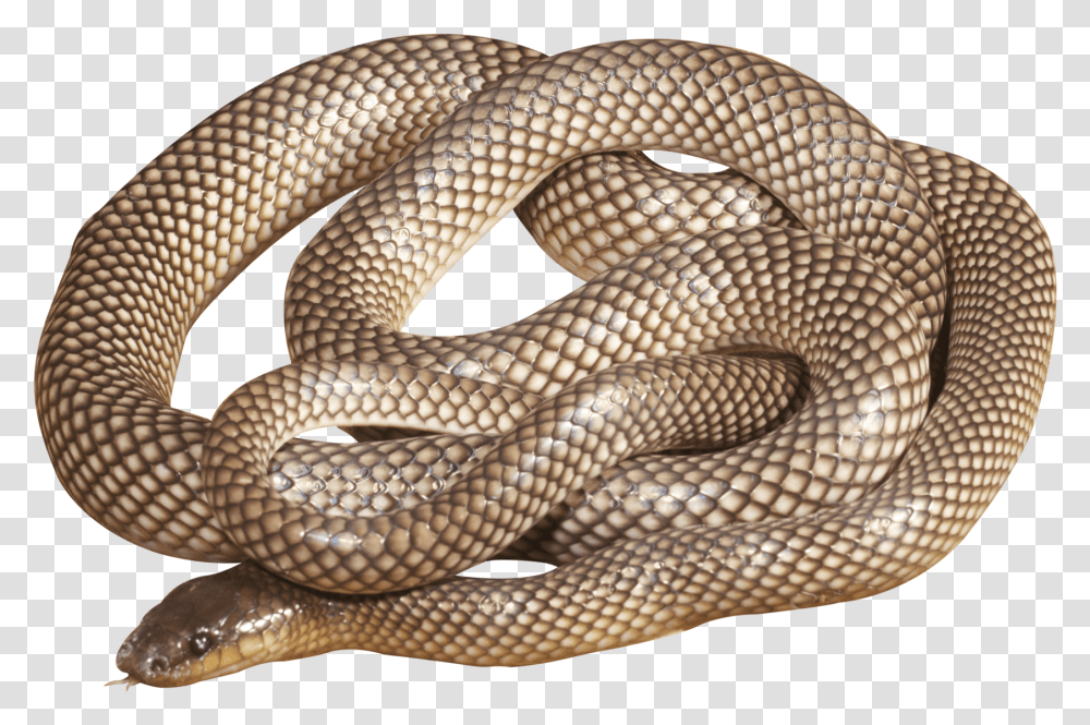 Eastern Brown Snake, Reptile, Animal, King Snake Transparent Png