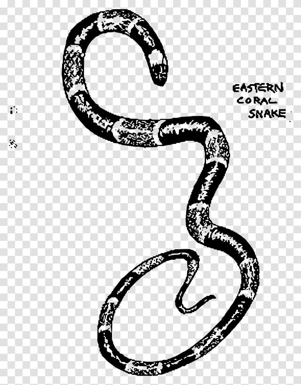 Eastern Coral Snake Clip Arts Snake Images For Snake Ladder Without Background, Gray, World Of Warcraft Transparent Png