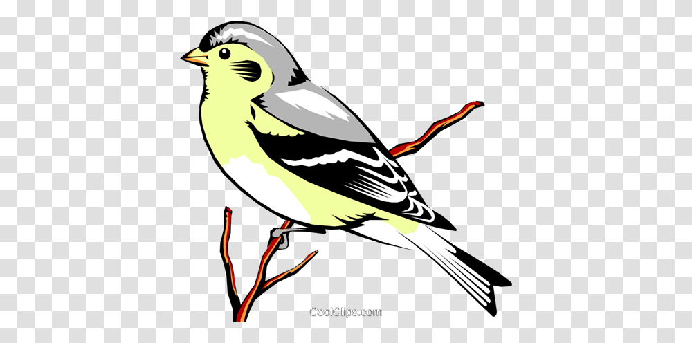 Eastern Goldfinch Royalty Free Vector Clip Art Illustration, Bird, Animal, Jay, Canary Transparent Png