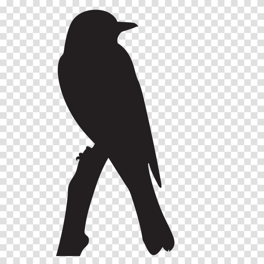 Eastern Kingbird Overview All About Birds Cornell Lab Of Ornithology, Silhouette, Animal, Crow, Person Transparent Png