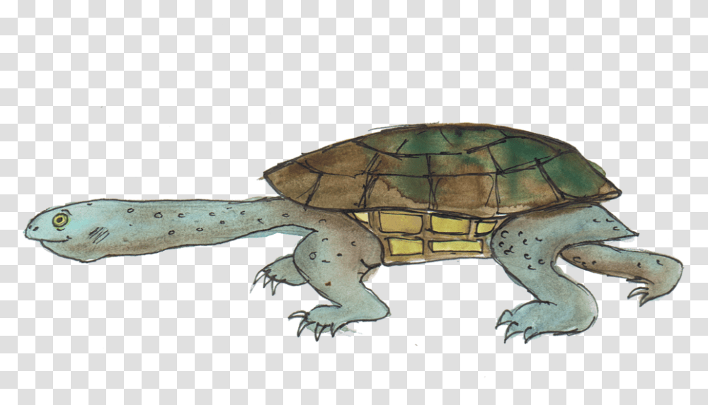 Eastern Long Necked Tortoise Common Snapping Turtle, Reptile, Sea Life, Animal, Sea Turtle Transparent Png