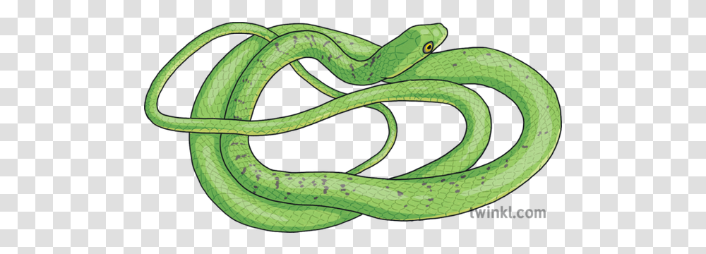 Eastern Natal Green Snake Animal Smooth Green Snake, Reptile Transparent Png