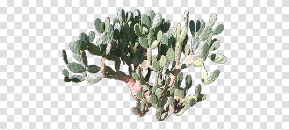 Eastern Prickly Pear, Plant, Bud, Sprout, Flower Transparent Png