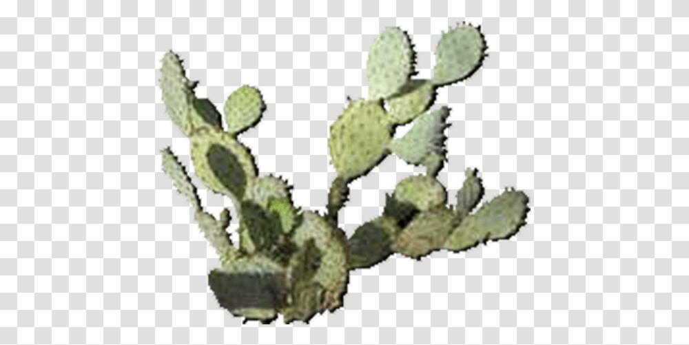 Eastern Prickly Pear, Plant, Cactus, Grass Transparent Png