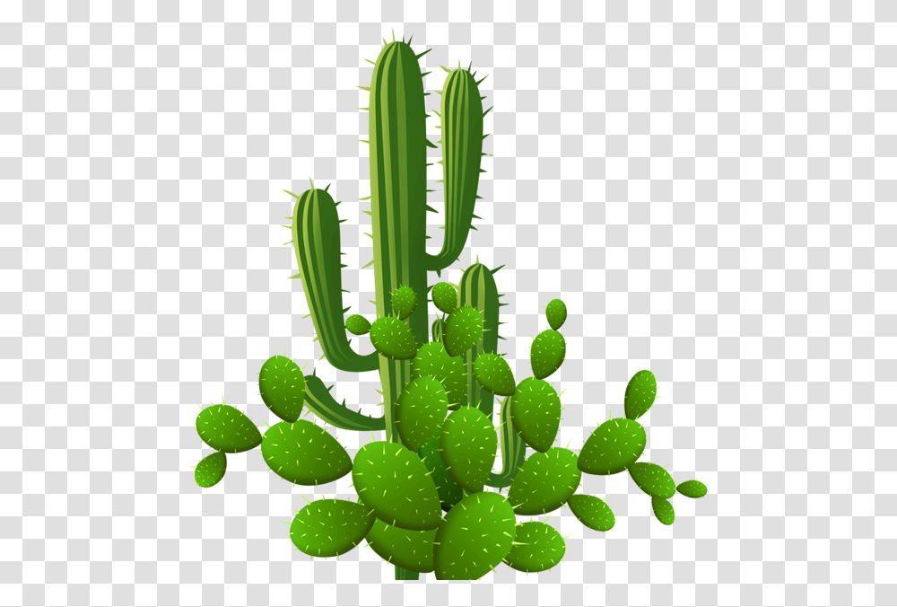 Eastern Prickly Pear, Plant, Cactus, Green Transparent Png