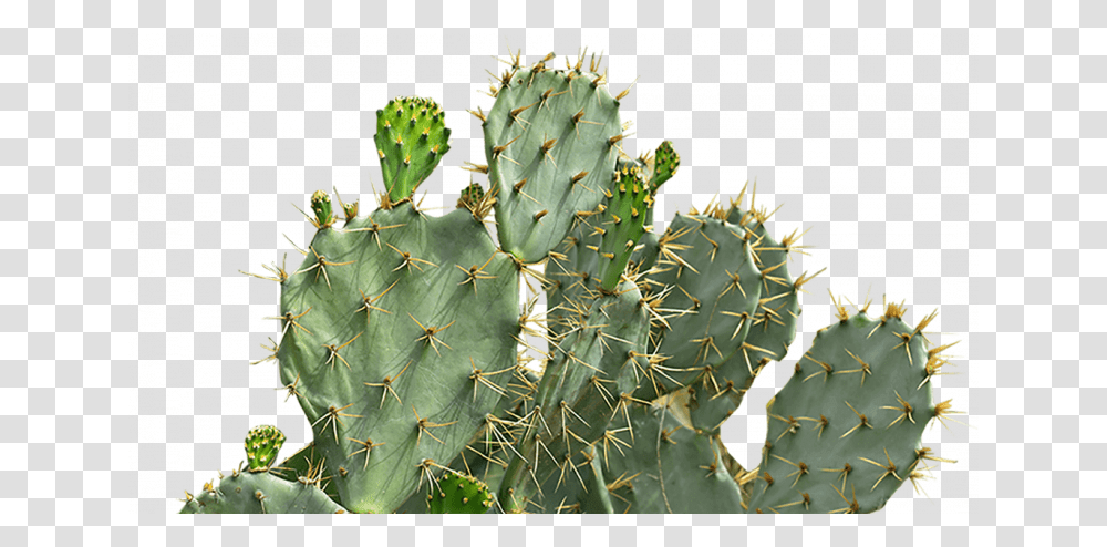 Eastern Prickly Pear, Plant, Cactus Transparent Png