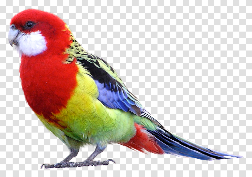 Eastern Rosella, Bird, Animal, Parrot, Parakeet Transparent Png