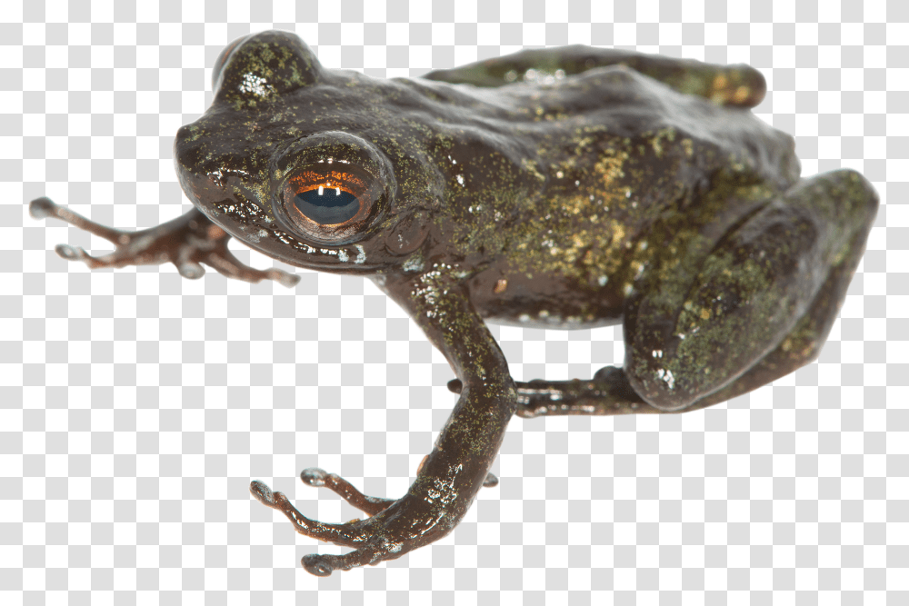 Eastern Spadefoot, Lizard, Reptile, Animal, Frog Transparent Png