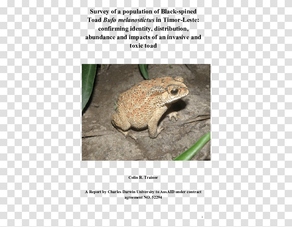Eastern Spadefoot, Lizard, Reptile, Animal, Toad Transparent Png