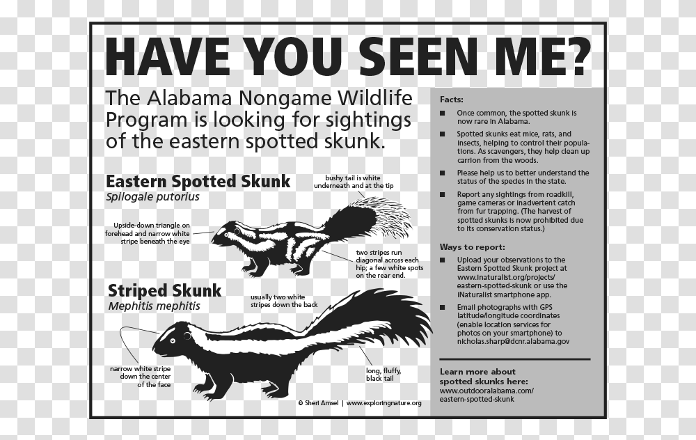 Eastern Spotted Skunk, Poster, Advertisement, Flyer, Paper Transparent Png