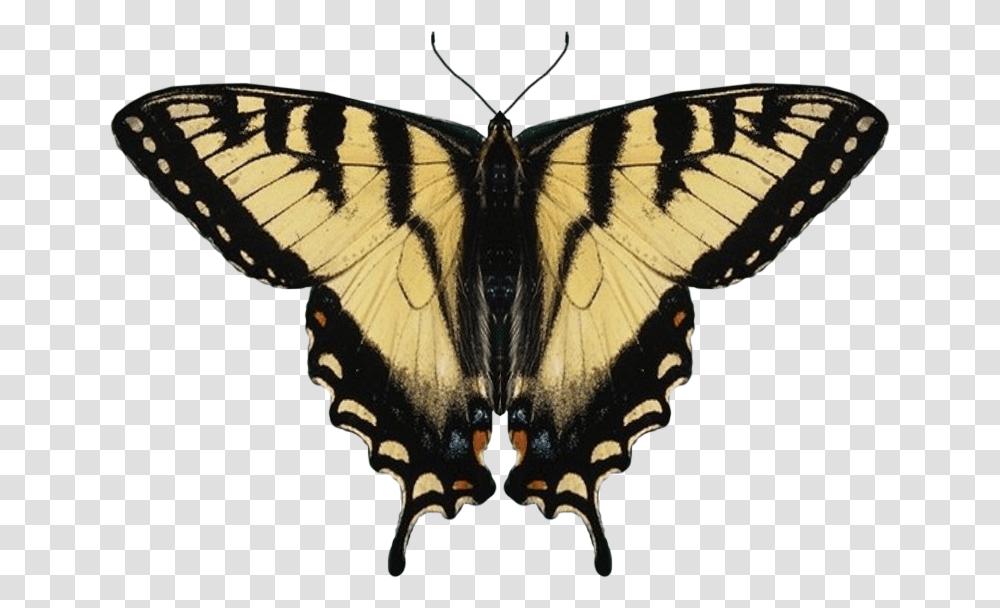 Eastern Tiger Swallowtail Butterfly Wings, Insect, Invertebrate, Animal, Moth Transparent Png