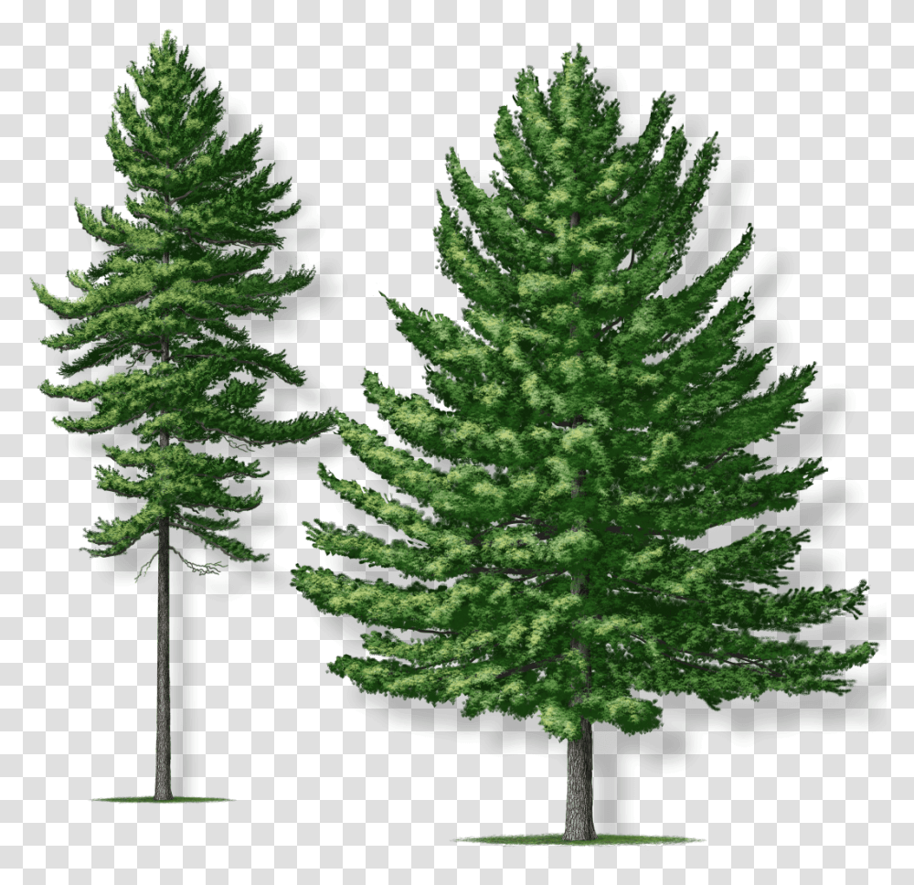Eastern White Pine, Tree, Plant, Fir, Abies Transparent Png
