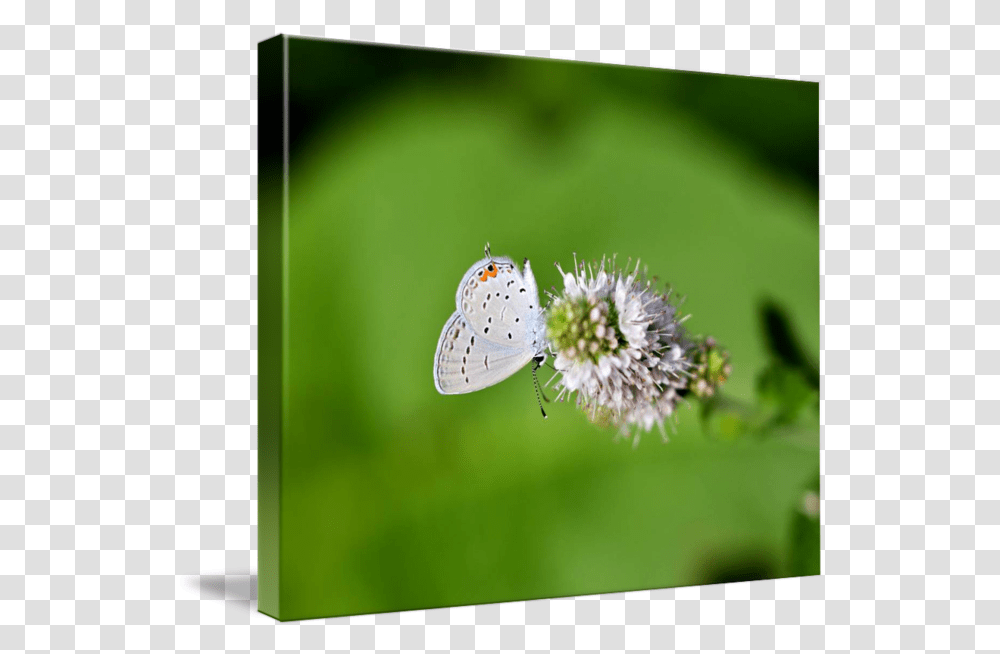 Easterntailed Blue Butterfly Lycaenid, Insect, Invertebrate, Animal, Photography Transparent Png