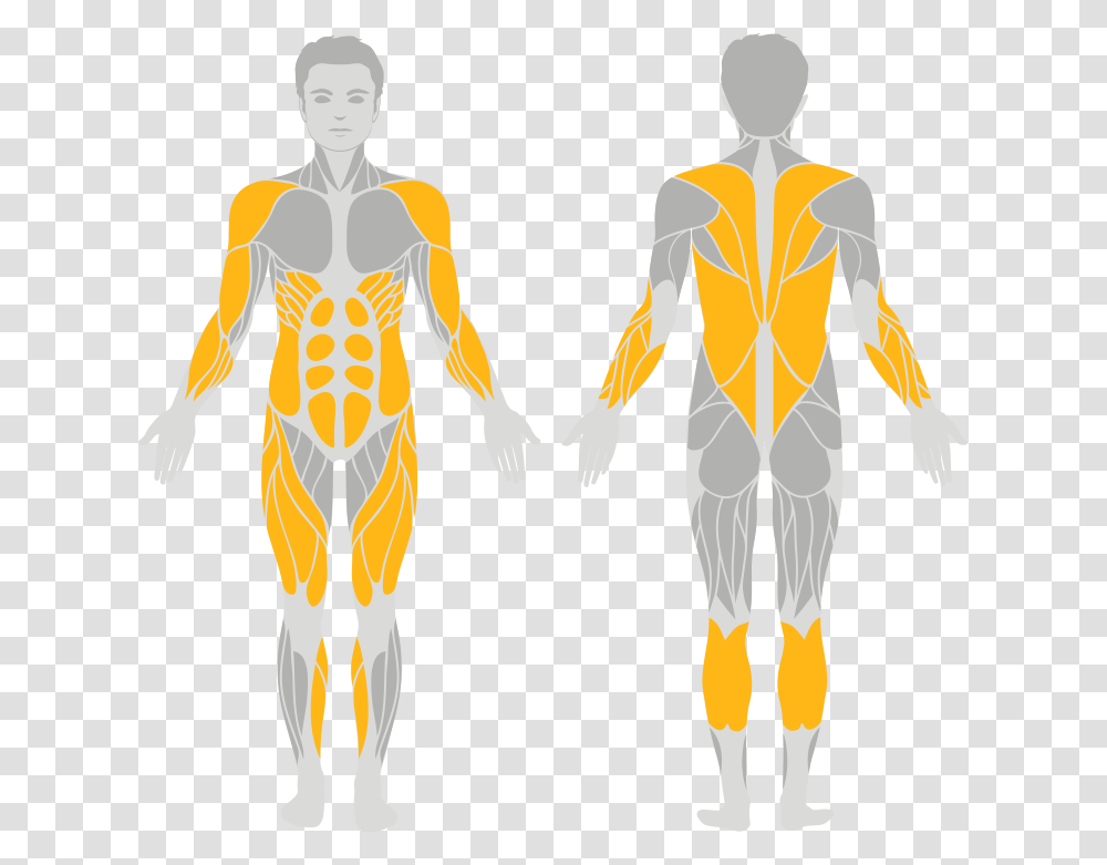 Easy Muscular System Diagram, Person, Human, Skeleton, Torso Transparent Png