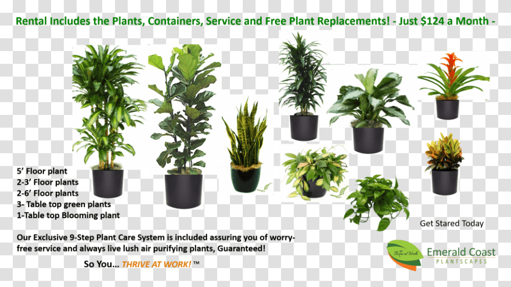 Easy Plant Rentals Starting At Just 124month Houseplant, Leaf, Green, Potted Plant, Vase Transparent Png