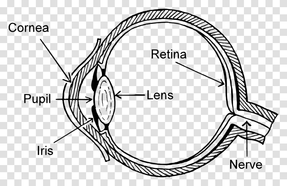 Easy Structure Of Eye, Gray, World Of Warcraft Transparent Png