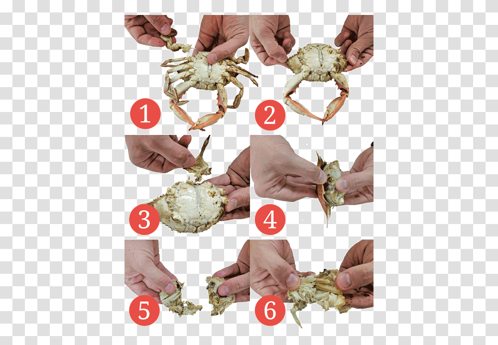 Eat Crab, Person, Human, Food, Sea Life Transparent Png